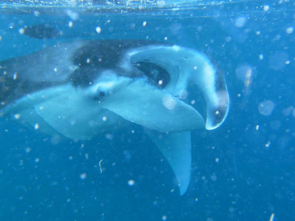 Rasdhoo Coralville Dış mekan fotoğraf