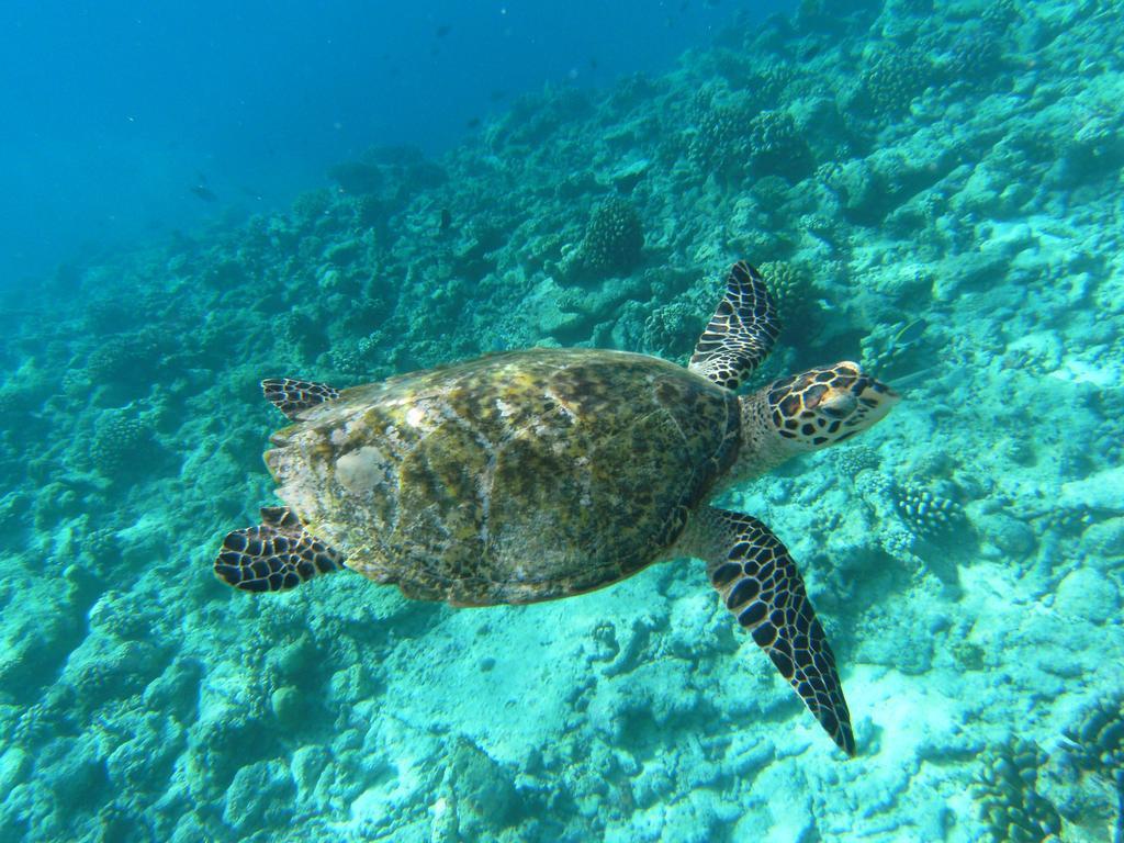 Rasdhoo Coralville Dış mekan fotoğraf