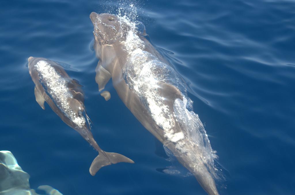 Rasdhoo Coralville Dış mekan fotoğraf