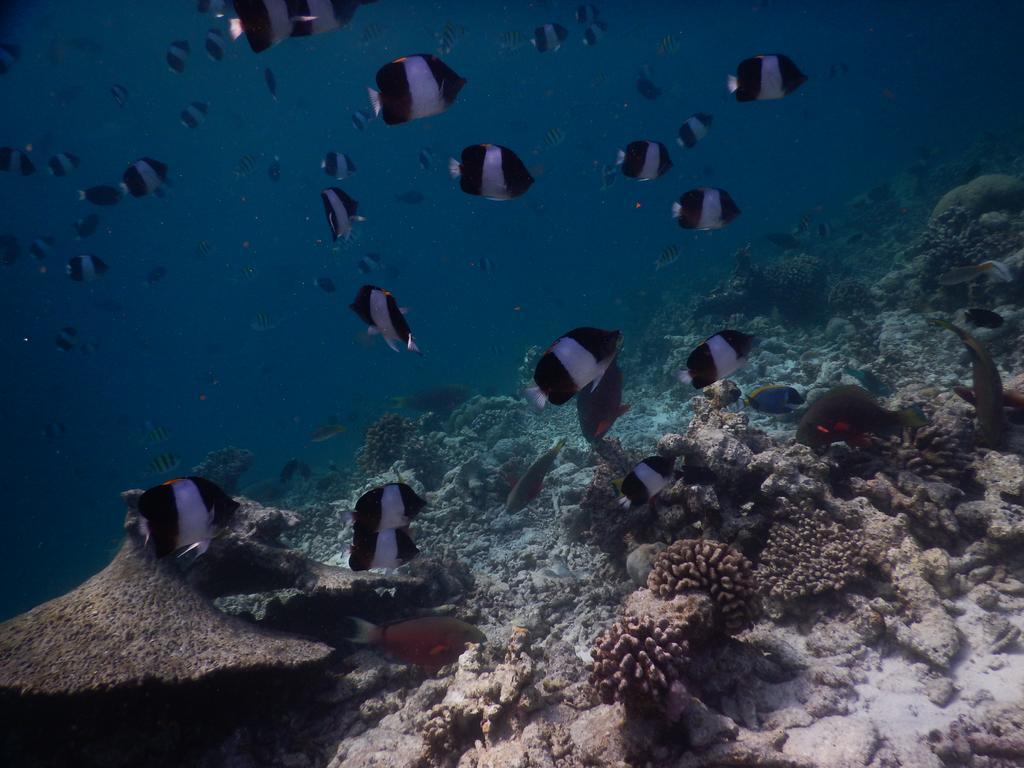 Rasdhoo Coralville Dış mekan fotoğraf