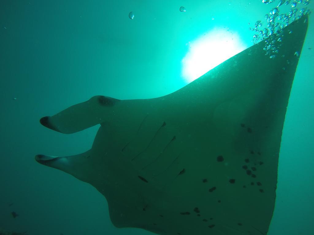 Rasdhoo Coralville Dış mekan fotoğraf