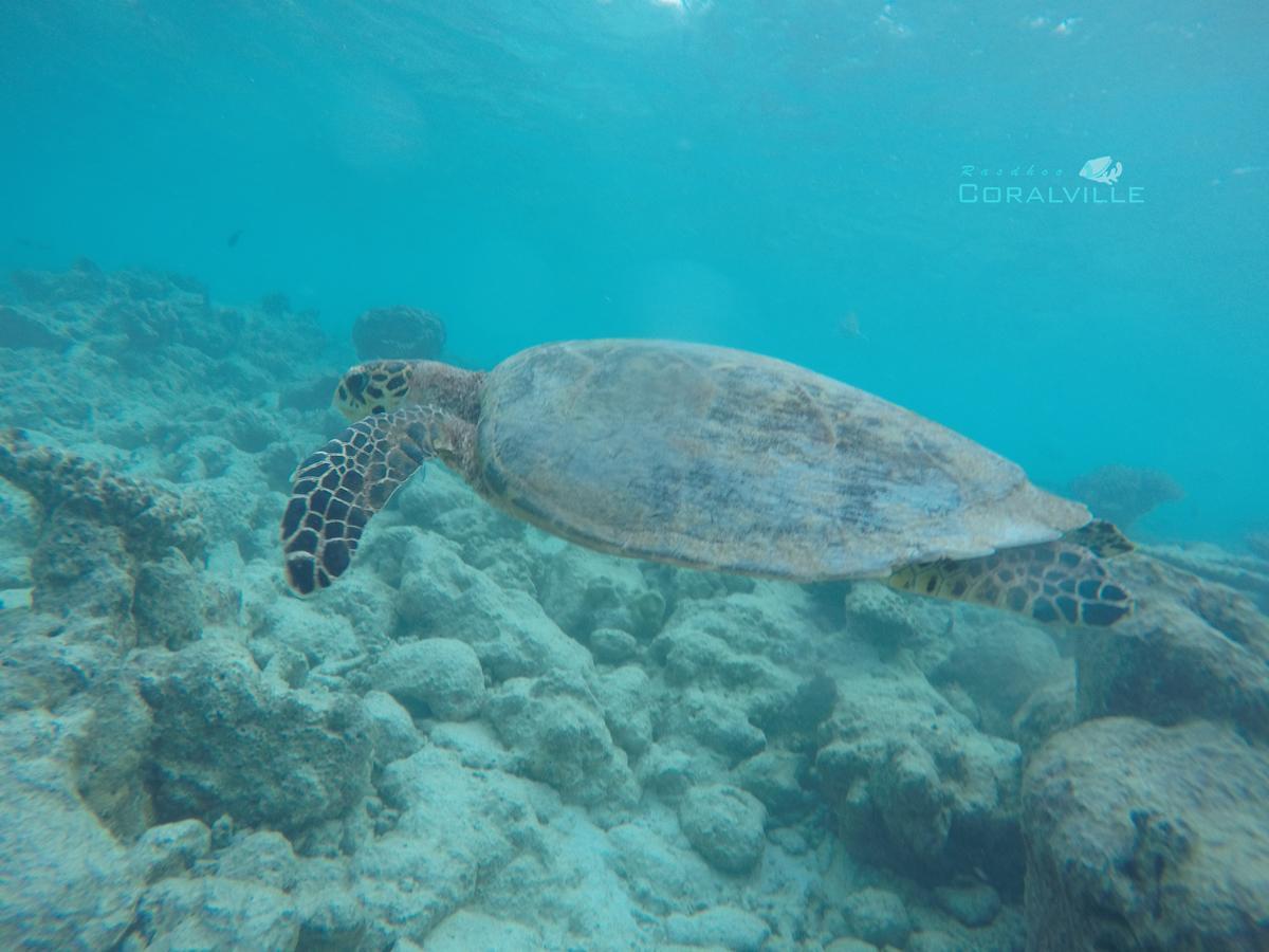 Rasdhoo Coralville Dış mekan fotoğraf