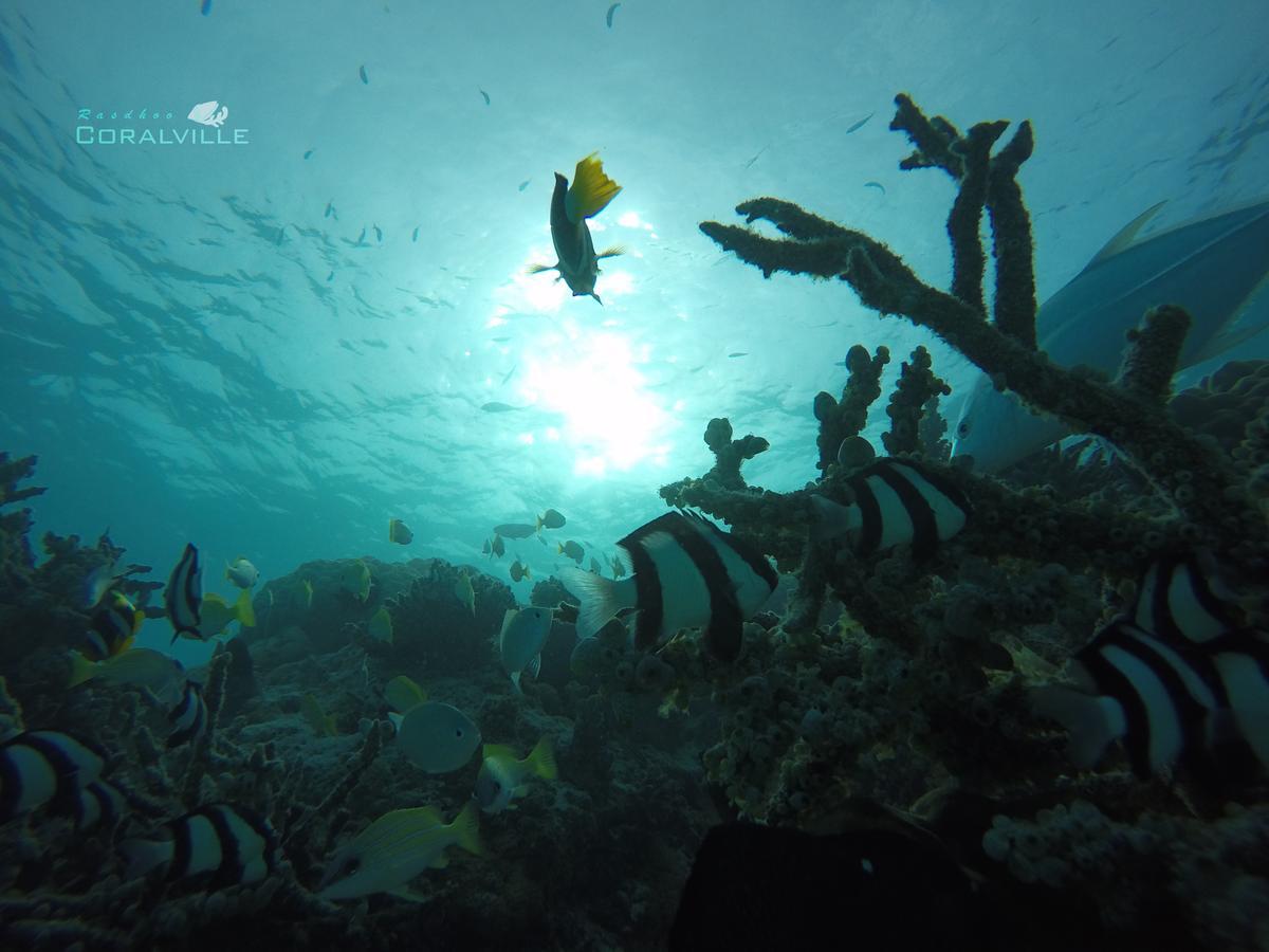 Rasdhoo Coralville Dış mekan fotoğraf