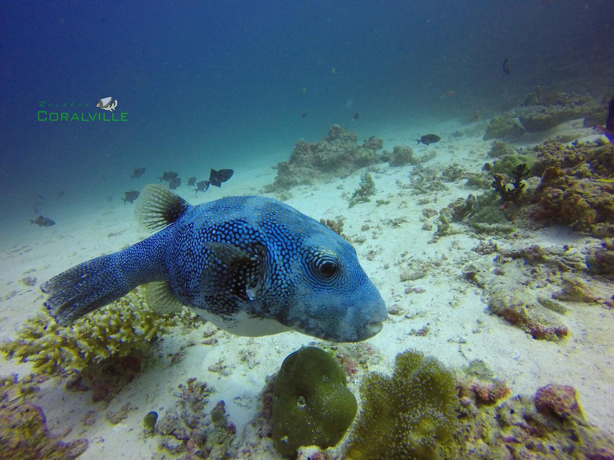 Rasdhoo Coralville Dış mekan fotoğraf